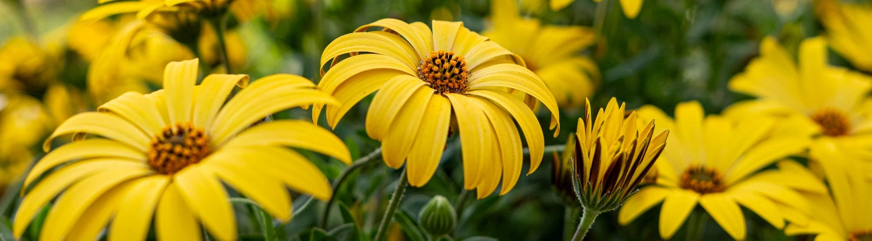 Shop For Flowers Of All Colours Here!_all-types