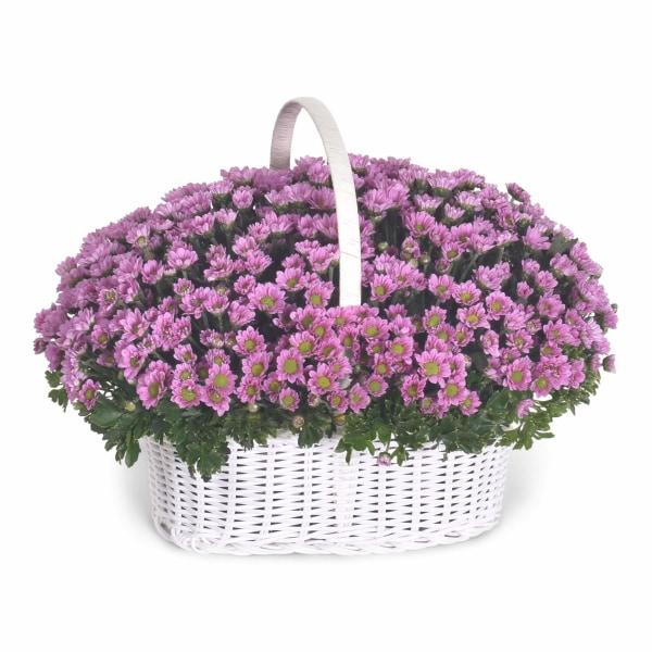 Basket Daisy Flowers_Basket
